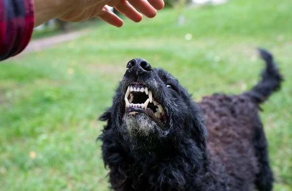 A black dog with its mouth open, displaying its teeth in a playful or excited manner